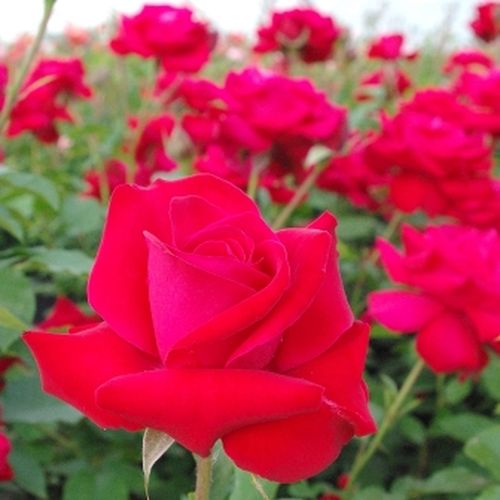 Rosen Gärtnerei - kletterrosen - rot - Rosa Zebrina™ - diskret duftend - - - Schnell wachsende Sorte mit schönem Laub und grellen Blüten, für alle, die Kletterrosen mögen